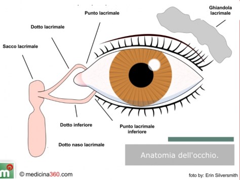 ANATOMIA FRONTALE DELL'OCCHIOjpg