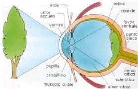 IMMAGINE PRODOTTA DALL'OCCHIO